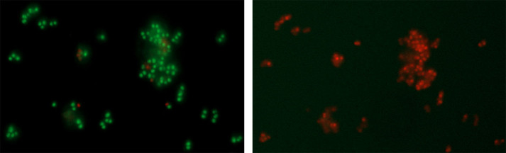 Kuva Elävät ja kuolleet Staphyloccus aureus- bakteerit 4 min ja 50 min päästä antimikrobisella pinnalla